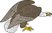 Scottish Sea Eagle