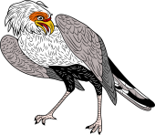 Secretary Bird or Marching Eagle)