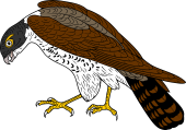Hobby Falcon