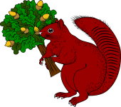 Squirrel Holding Oak Tree
