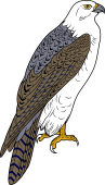 Gyrfalcon