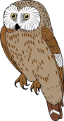 Northern Saw-Whet Owl