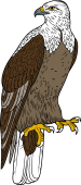 Birds of Prey Clipart image: Fish Eagle (African)