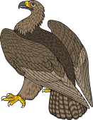 Ring Tailed Eagle