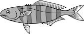 Pilot Fish