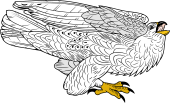 Iceland Falcon