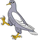 Pigeon