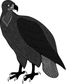 Black Vulture