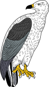 Vulture Hawk