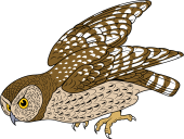 Birds of Prey Clipart image: Naked-Footed Night Owl