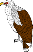 Birds of Prey Clipart image: Angola or Palm-Nut Vulture