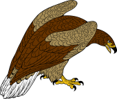 White-Tailed Sea Eagle