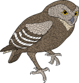 Birds of Prey Clipart image: Burrowing Owl