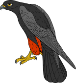 Orange Legged Falcon