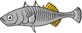 Stickleback