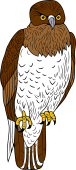 Birds of Prey Clipart image: Short-toed Eagle