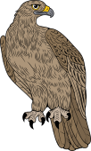 Small Cape Eagle