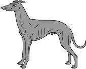 Greyhound Statant