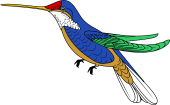 Humimgbird