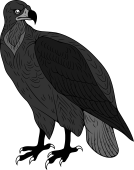 Birds of Prey Clipart image: Black Vulture