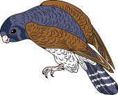Lesser Kestrel Falcon
