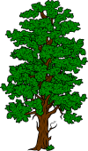 Tree (Tall 3)