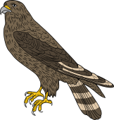 Merlin Falcon (Female)
