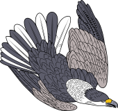Chimango Caracara Eagle